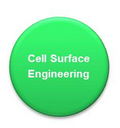 cell surface engineer